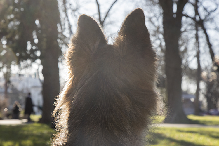 Love Is Huge, Who Has Them Knows Everything: Pets and Photography